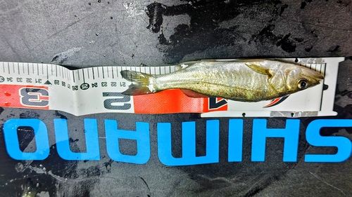 セイゴ（マルスズキ）の釣果