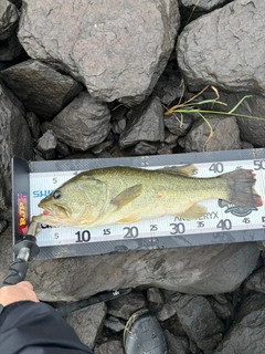 ラージマウスバスの釣果