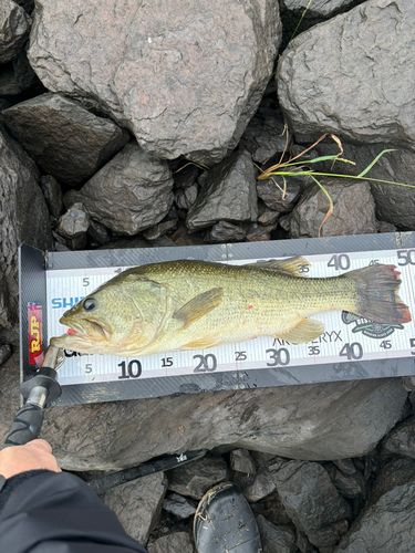 ラージマウスバスの釣果