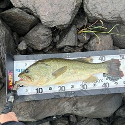 ラージマウスバス