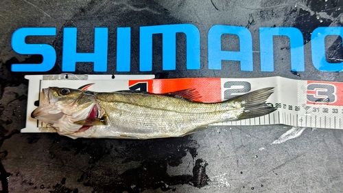 セイゴ（マルスズキ）の釣果