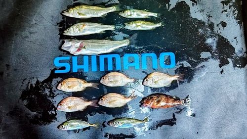 セイゴ（マルスズキ）の釣果