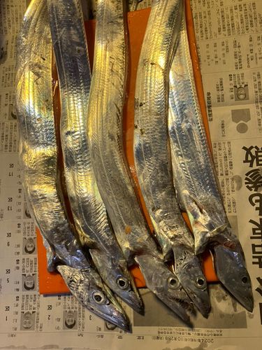 タチウオの釣果