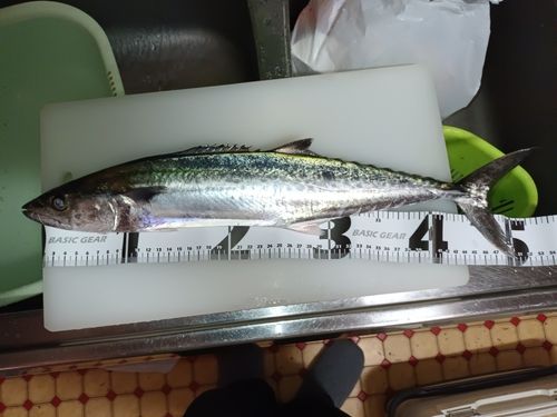 大野地区釣り護岸