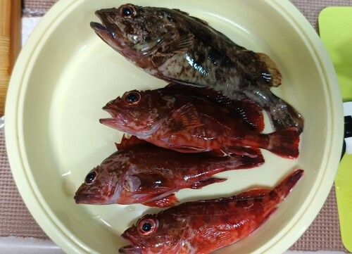 ガシラの釣果
