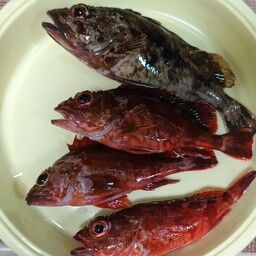 ガシラ