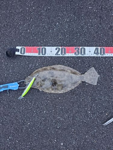 ソゲの釣果