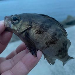 メバル