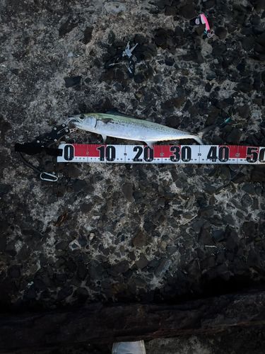 サゴシの釣果