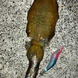アオリイカ