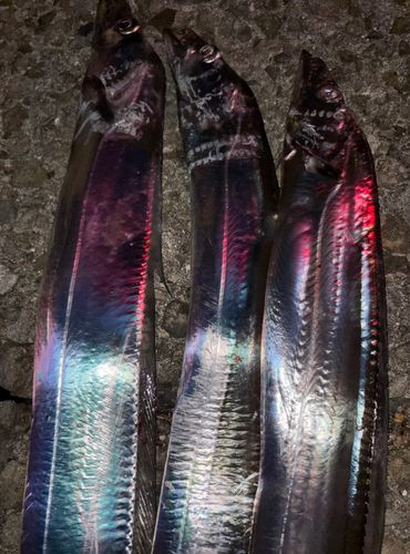 タチウオの釣果