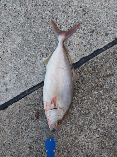 ネリゴの釣果