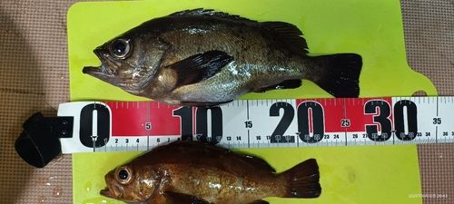 メバルの釣果
