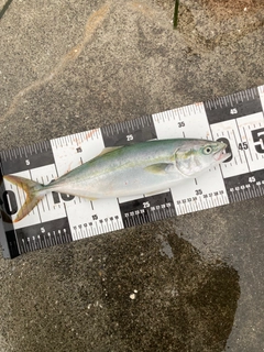 イナダの釣果