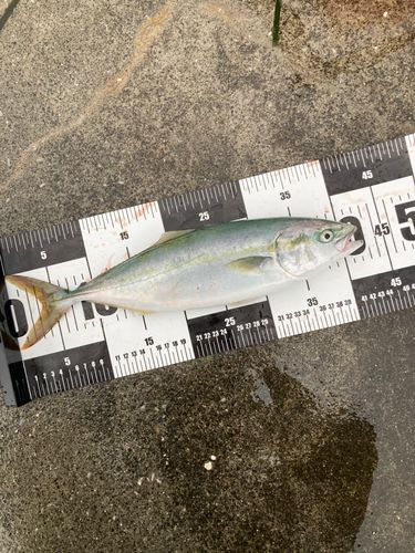 イナダの釣果