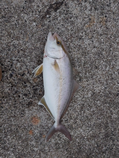 ネリゴの釣果