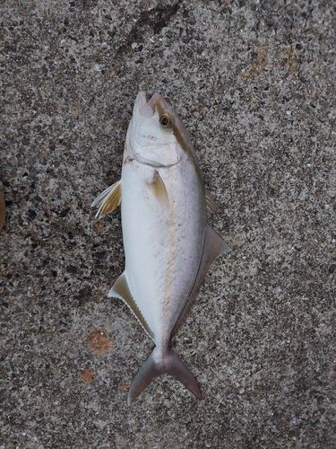 ネリゴの釣果