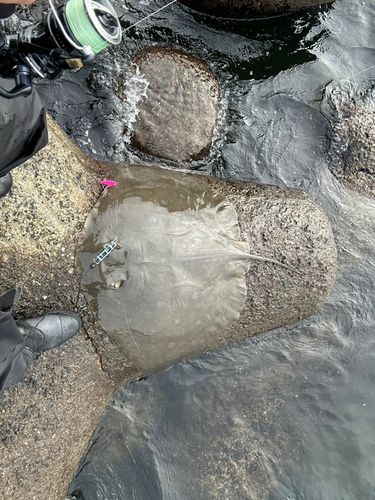 エイの釣果