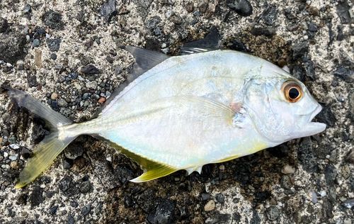 メッキの釣果