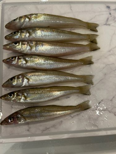 キスの釣果