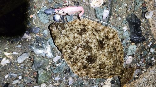 ヒラメの釣果