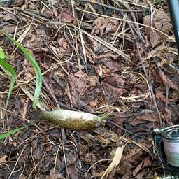 スモールマウスバス