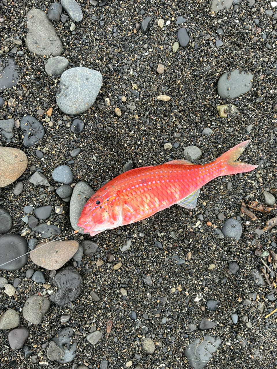 タカサゴヒメジ