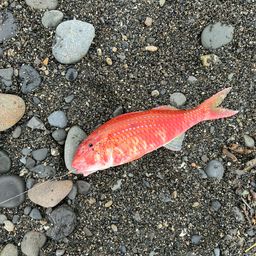 タカサゴヒメジ