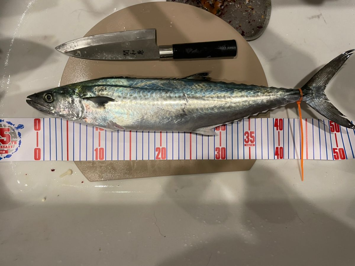 腹ペコアングラーさんの釣果 1枚目の画像