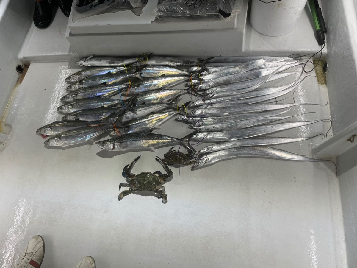 腹ペコアングラーさんの釣果 2枚目の画像