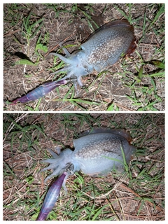 シリヤケイカの釣果