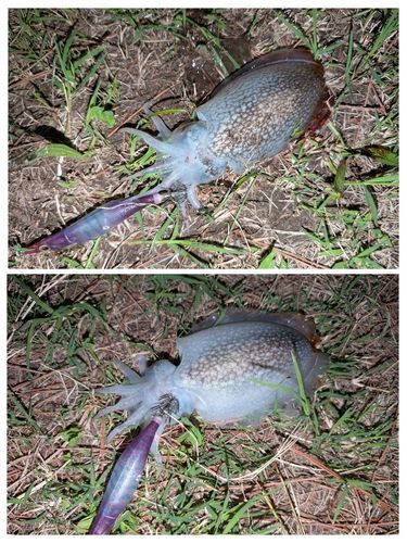 シリヤケイカの釣果