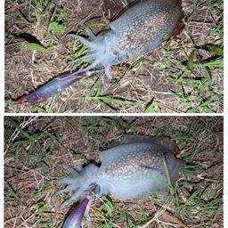シリヤケイカ