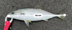 イナダの釣果