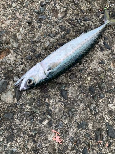 サバの釣果