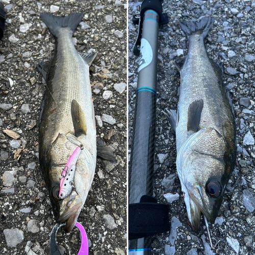 シーバスの釣果