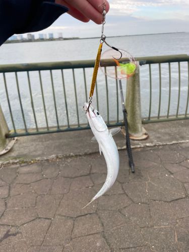 サバの釣果