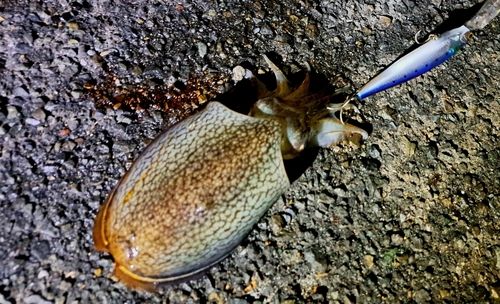シリヤケイカの釣果
