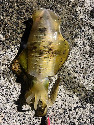 アオリイカの釣果