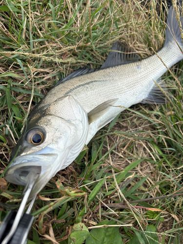 フッコ（マルスズキ）の釣果