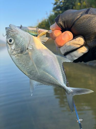 メッキの釣果