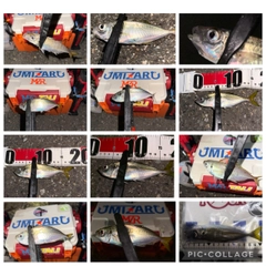 アジの釣果