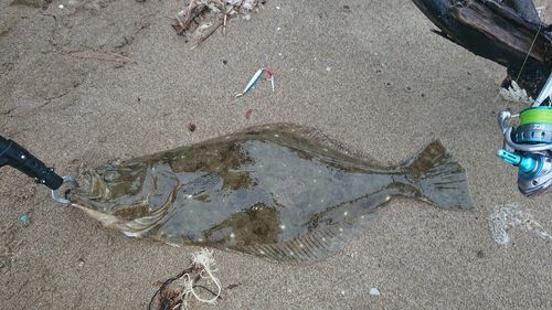 ヒラメの釣果