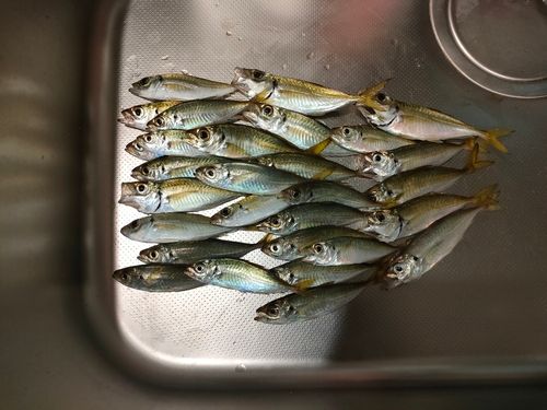 加茂港