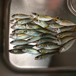 アジ