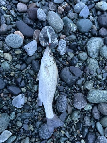 セイゴ（マルスズキ）の釣果