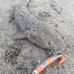 マゴチ