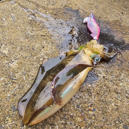 越前海岸