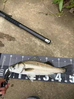 フッコ（マルスズキ）の釣果