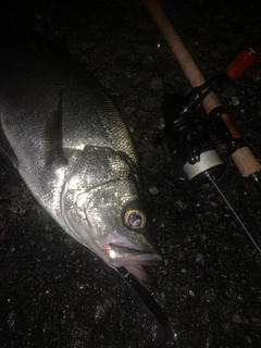 ヒラスズキの釣果